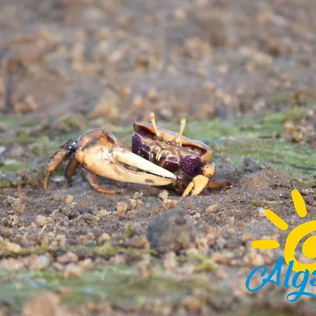 公寓 Camoes By Algartur *