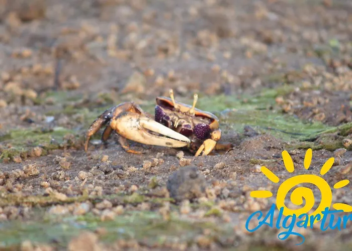 公寓 Camoes By Algartur *